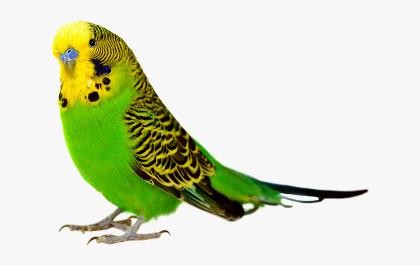 Bird Pictures White Background, HD Png Download, Free Download