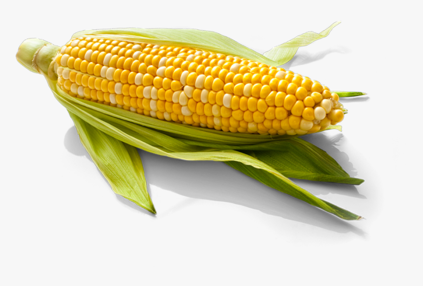 Corn - Corn Kernels, HD Png Download, Free Download