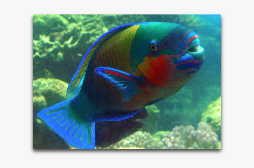 Colorful Parrotfish, HD Png Download, Free Download