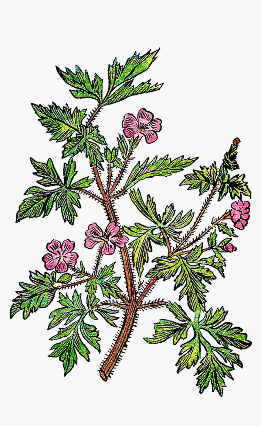 Twig Plant Stem Leaf Tree Botanical Illustration - Juniper, HD Png Download, Free Download