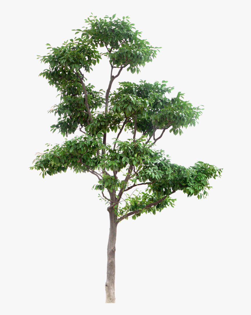 Multi Stem Tree Png , Png Download - High Resolution Tree Png, Transparent Png, Free Download