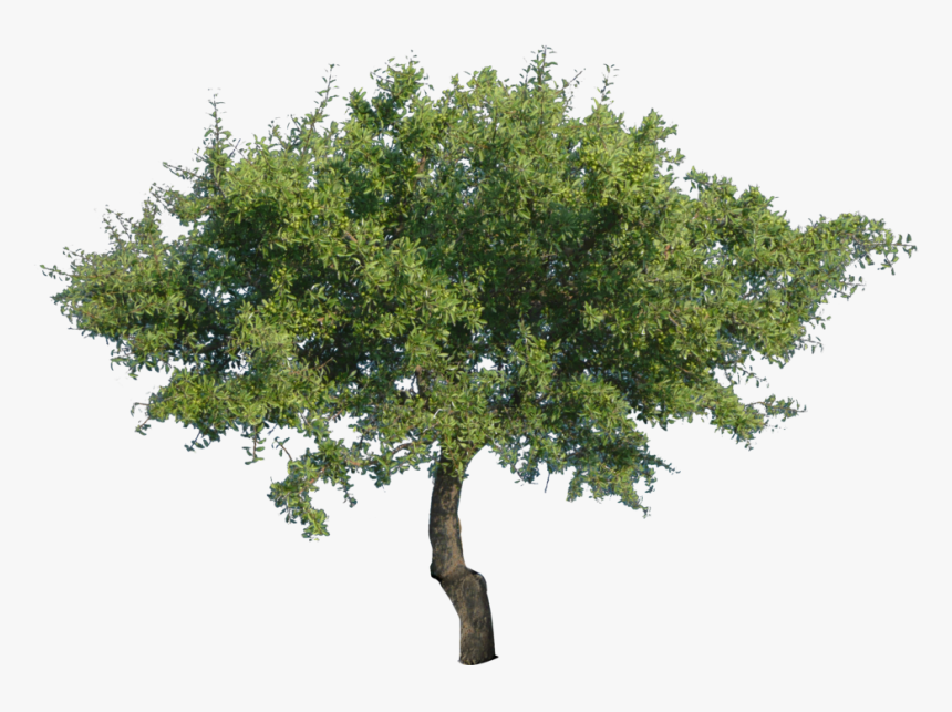 Multi Stem Tree Png - Дерево Пнг, Transparent Png, Free Download