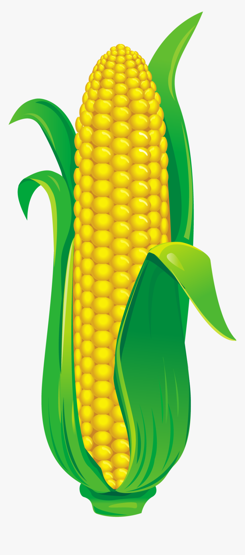 Corn Illustration Png, Transparent Png, Free Download