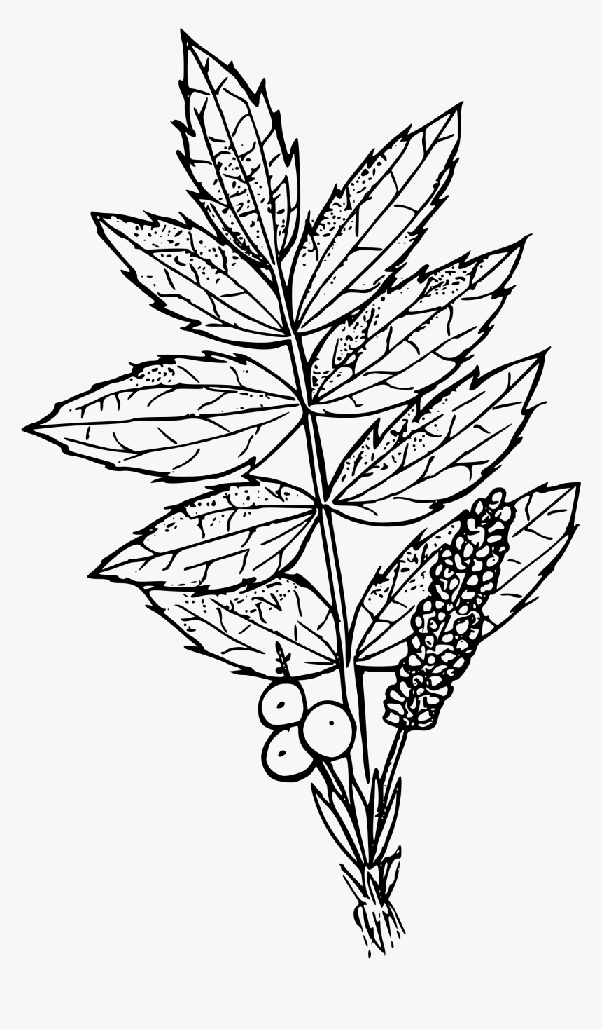 Cascades Oregon Grape Icons - Oregon Grape Flower Drawing, HD Png Download, Free Download