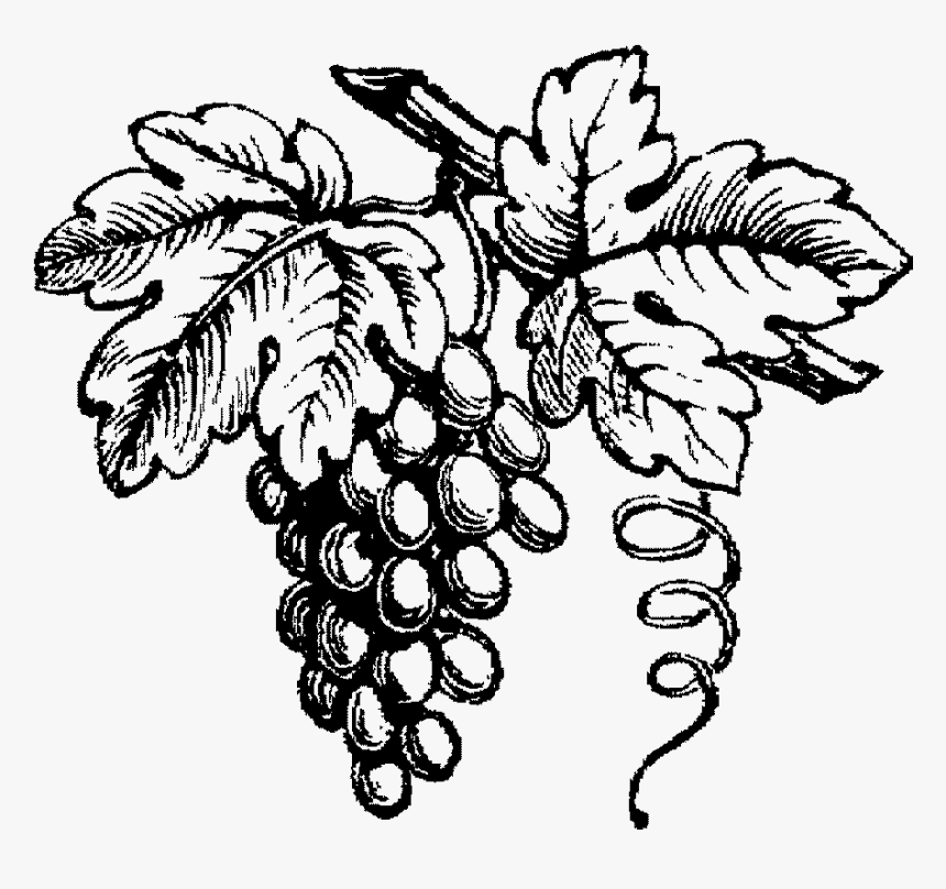 Grape Drawing Wine - Black And White Wine Grapes, HD Png Download, Free Download