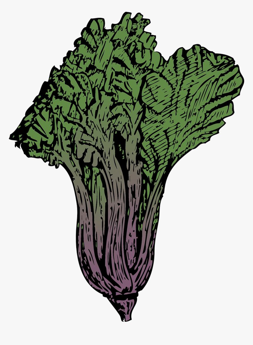 Caricaturas De Vegetales Acelga, HD Png Download, Free Download