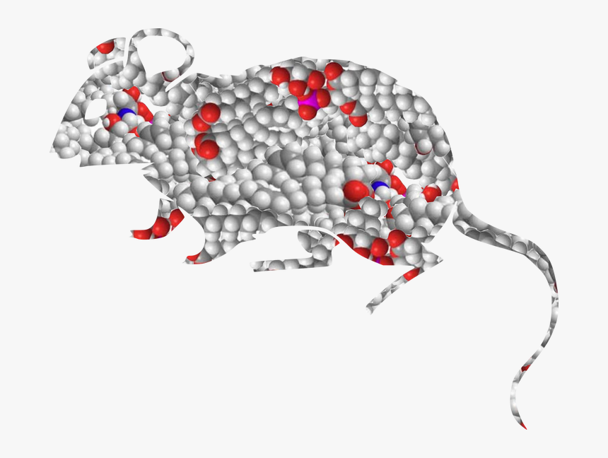 Lipids Structure, HD Png Download, Free Download