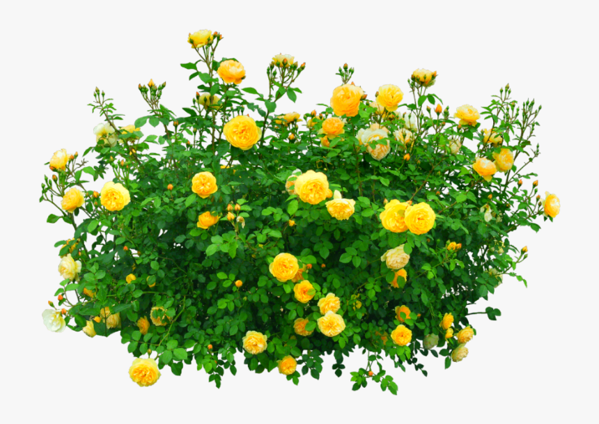 #flowers #bush #yellow #nature - Flower Bush Transparent Background, HD Png Download, Free Download