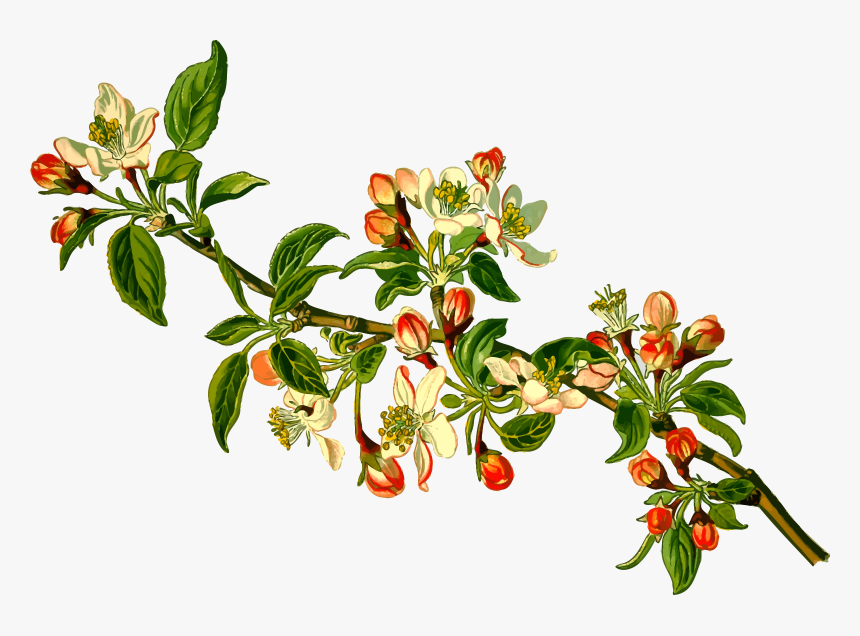 Apple Tree Png - Apple Botanical Illustration, Transparent Png, Free Download