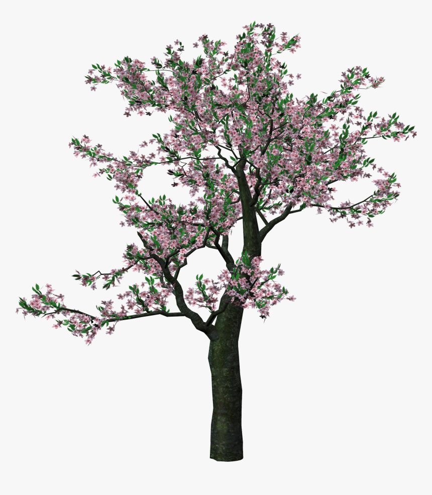 Spring Trees Png, Transparent Png, Free Download