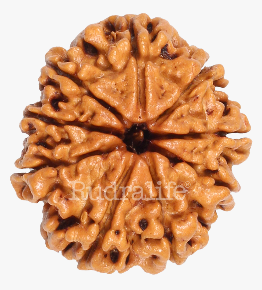 Nine Mukhi Rudraksha Rudraksha - 9 Mukhi Rudraksha Bead, HD Png Download, Free Download