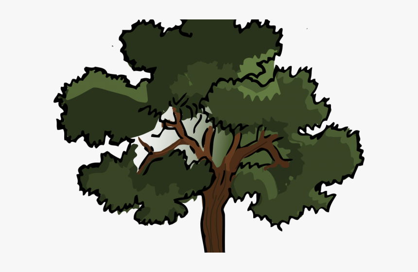 Tree Cartoon Png - Color Oak Tree Drawing, Transparent Png, Free Download