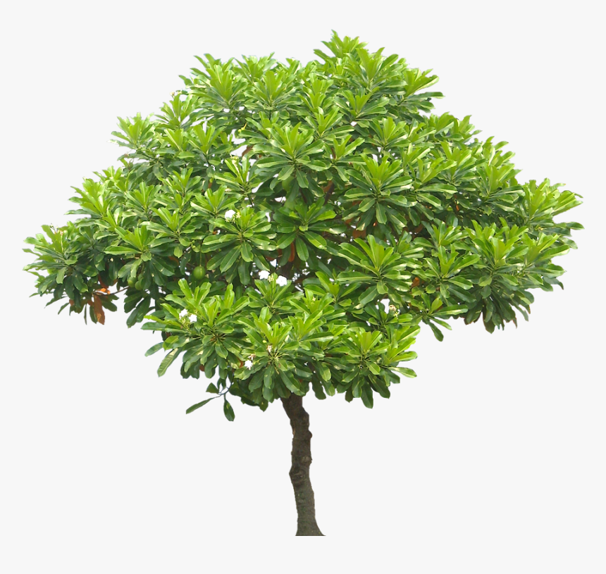 Transparent Mango Tree Png, Png Download, Free Download