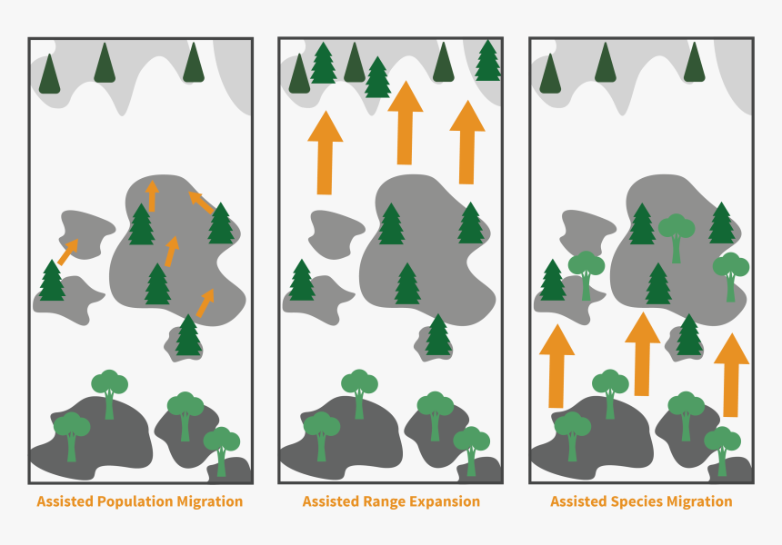 Tree Assisted Migration, HD Png Download, Free Download