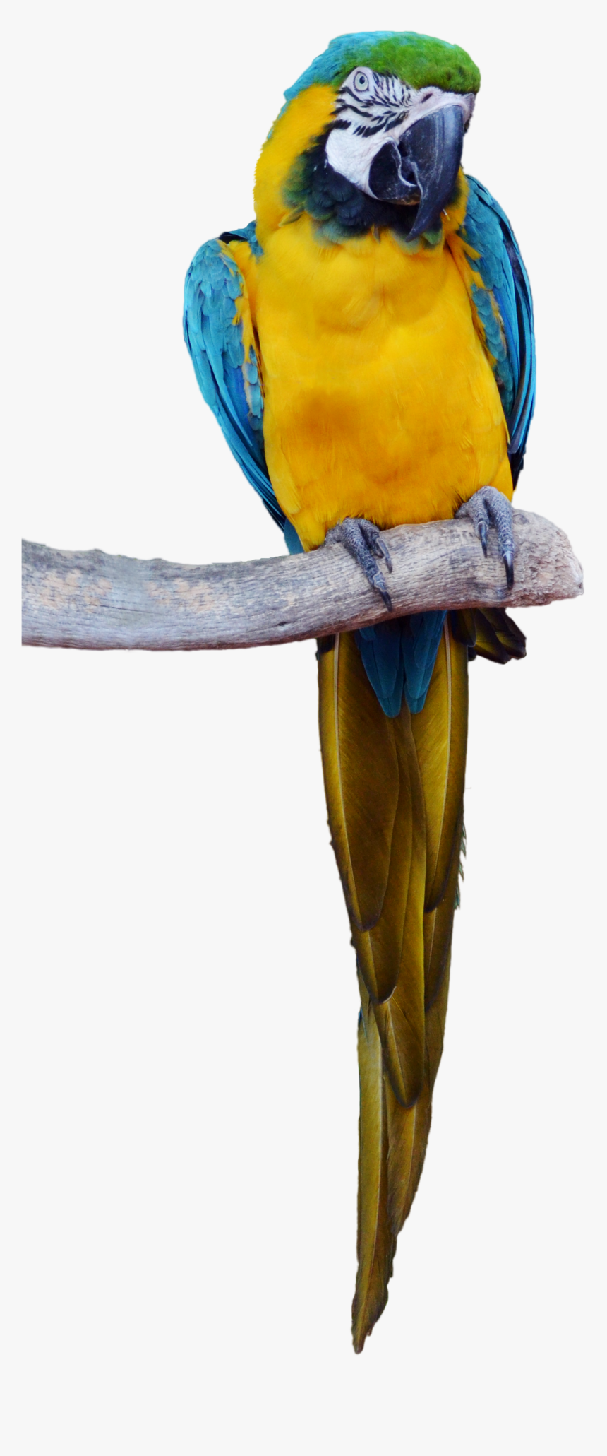 Real Tropical Bird Png, Transparent Png, Free Download