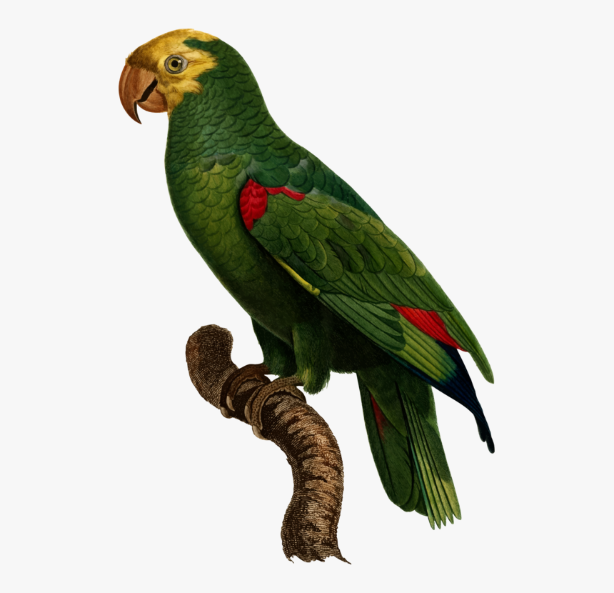 Transparent Parakeet Png - Yellow-crowned Amazon, Png Download, Free Download