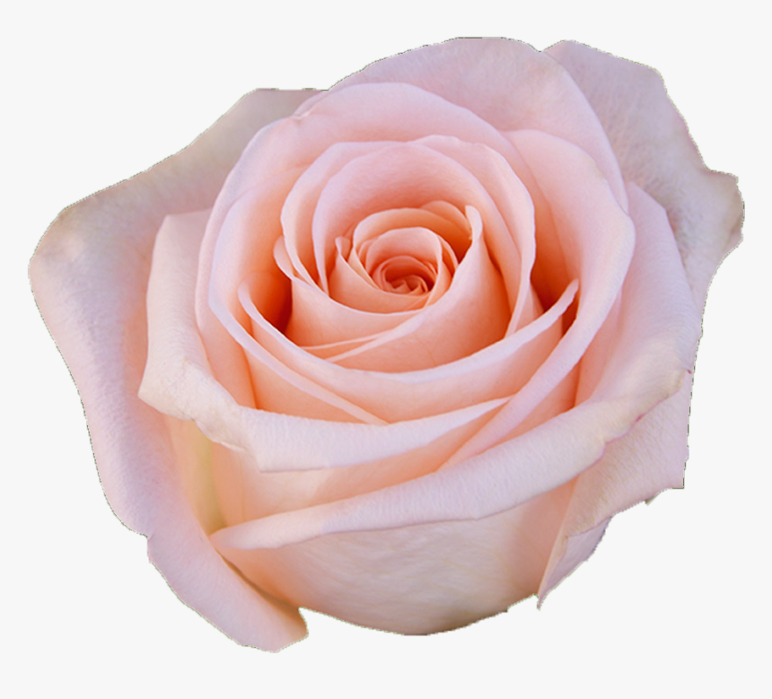 Transparent Pink Flowers Png - Light Pink Rose Png, Png Download, Free Download
