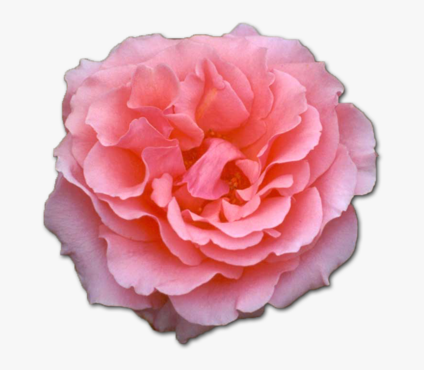 Pink Rose Flower - Pink Rose, HD Png Download, Free Download