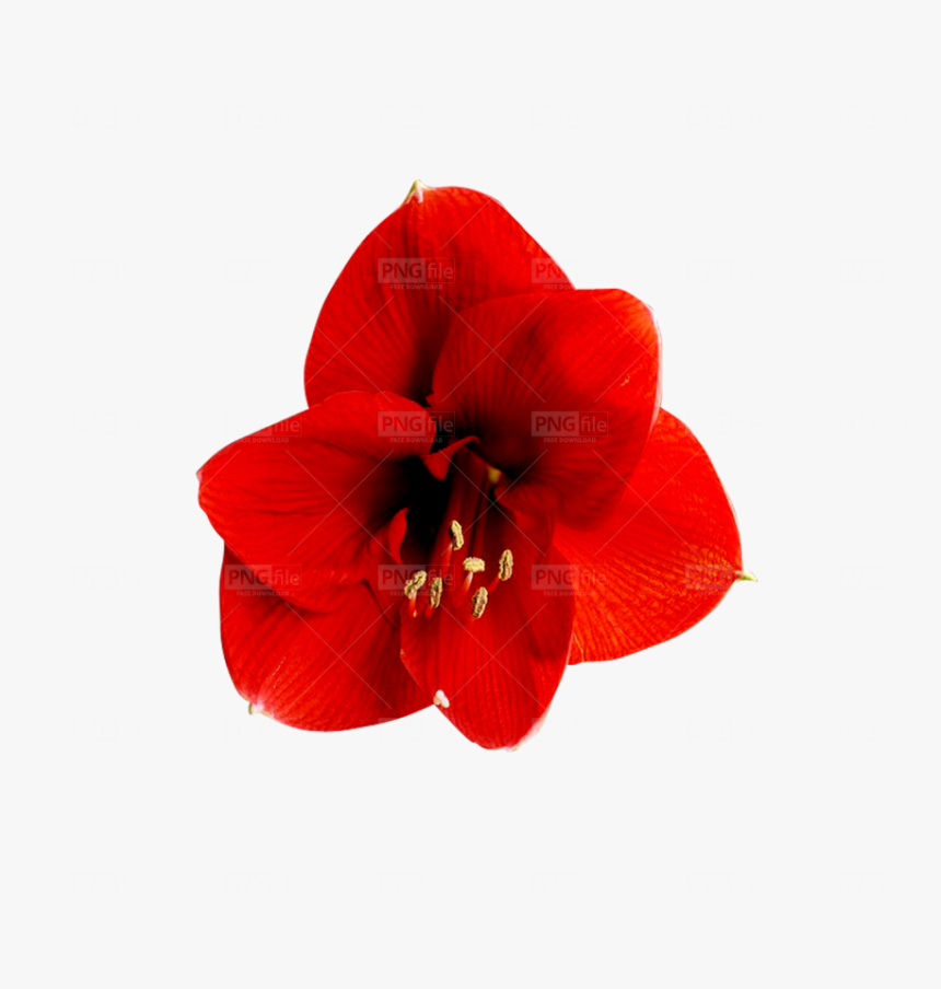 Hippeastrum, HD Png Download, Free Download
