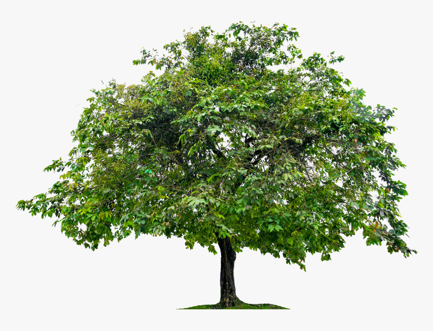 Tree Photo - Plane, HD Png Download, Free Download