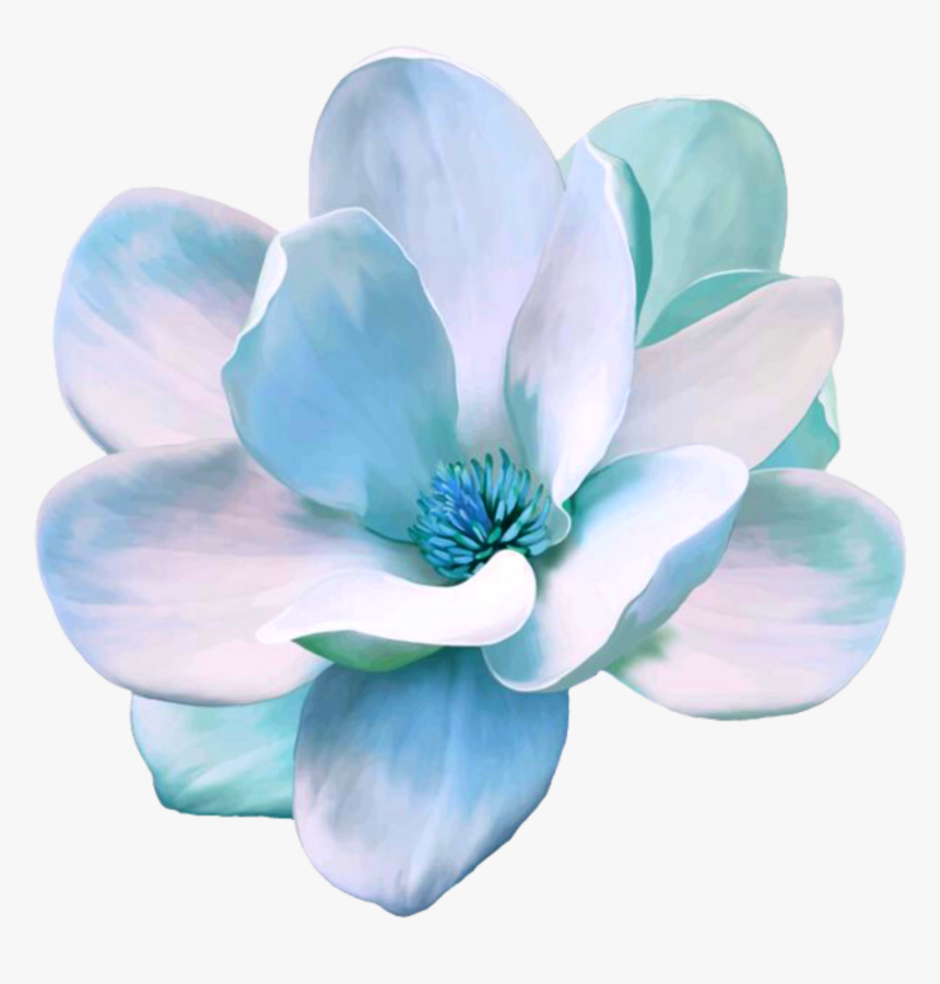 Transparent Magnolia Clipart - Magnolia Flower Illustration, HD Png Download, Free Download