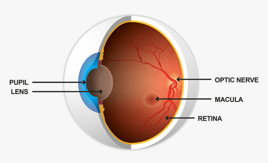 Illustration Showing Cross-section Of The Eye, Including - Circle, HD Png Download, Free Download