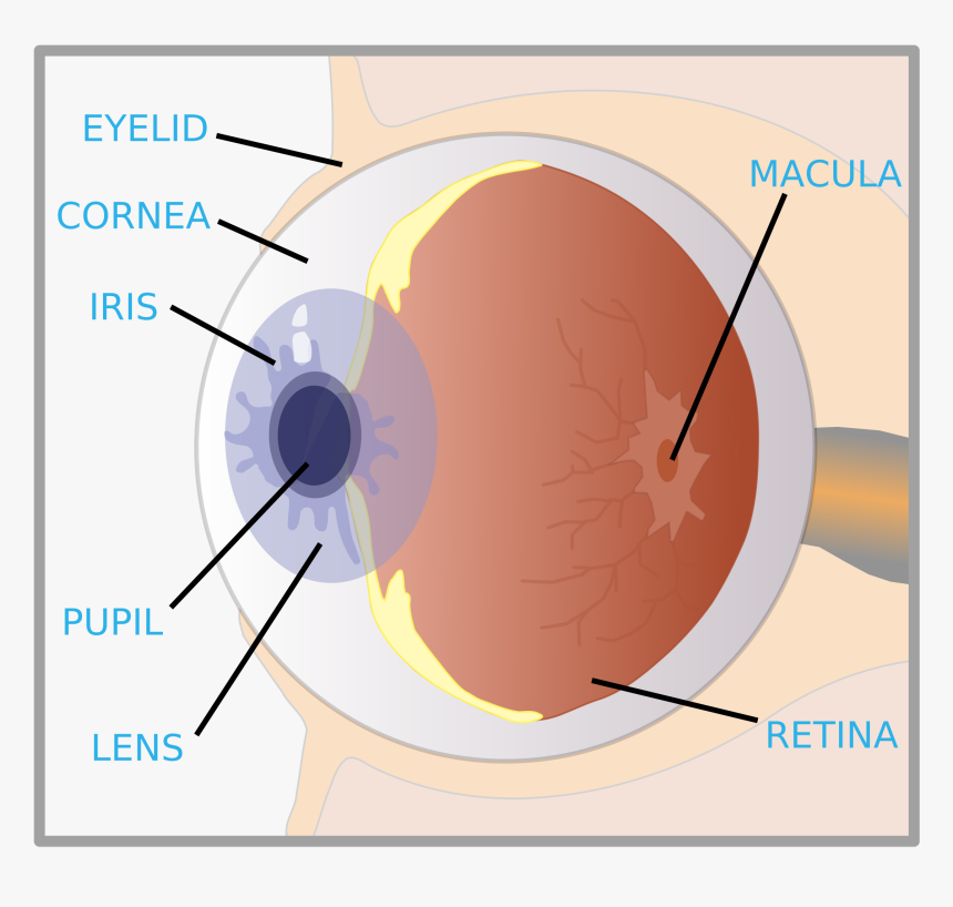 Eye With Labels Big - Eye With Labels, HD Png Download, Free Download