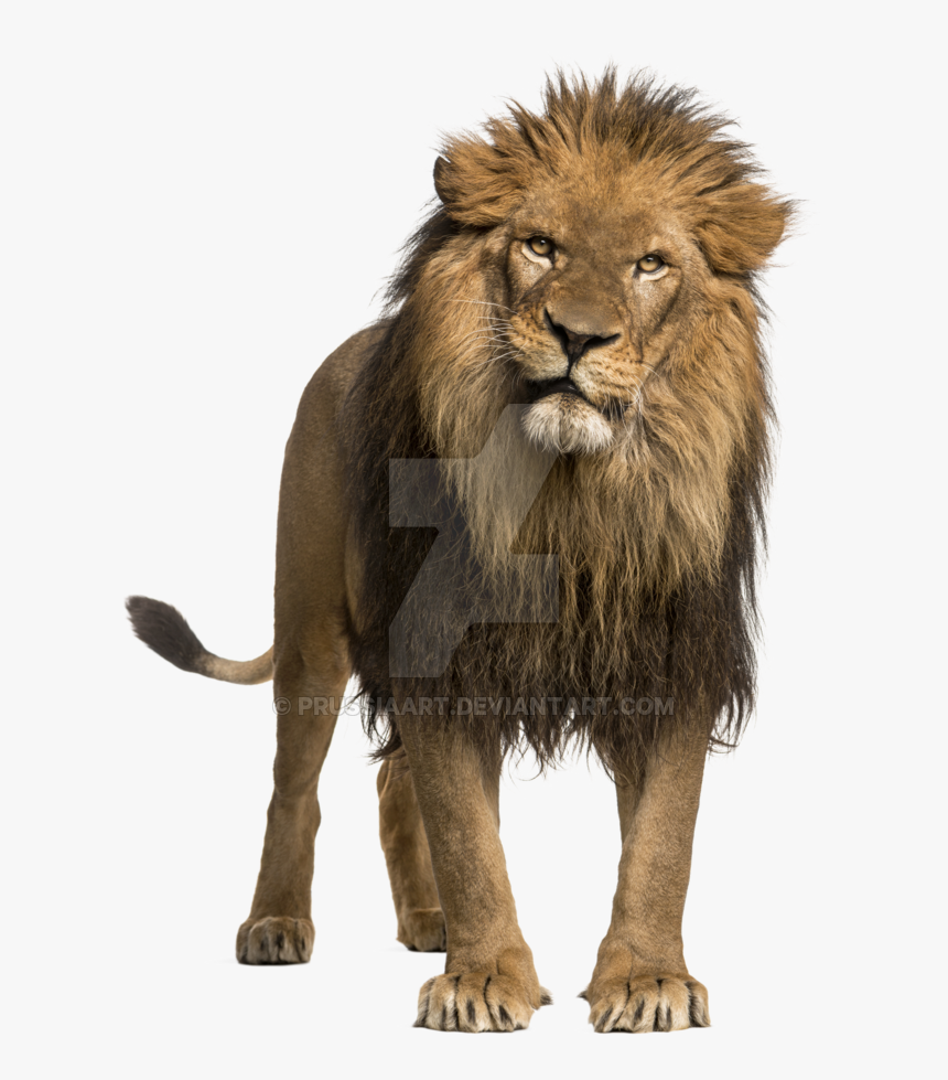 Adult Lion Transparent Background Prussiaart - Lion With White Background, HD Png Download, Free Download