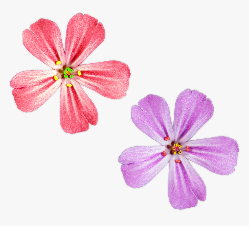 Pink And Purple Color Flowers Png Files For Free Download - Catchfly, Transparent Png, Free Download