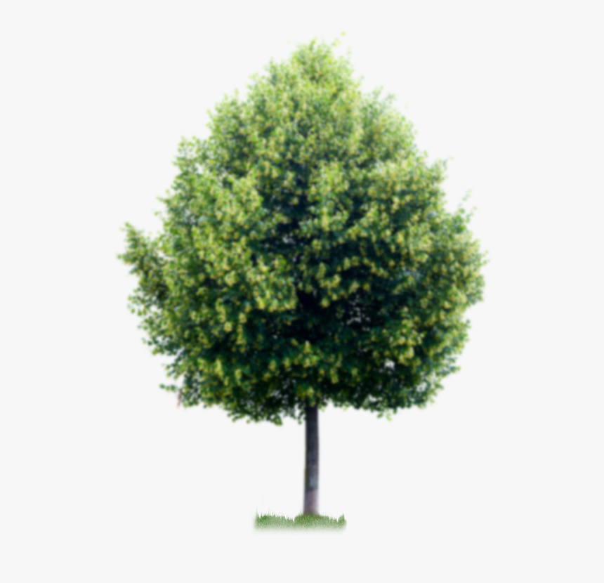 Real Tree For Photoshop, Hd Png Download , Png Download - Tree Photoshop, Transparent Png, Free Download