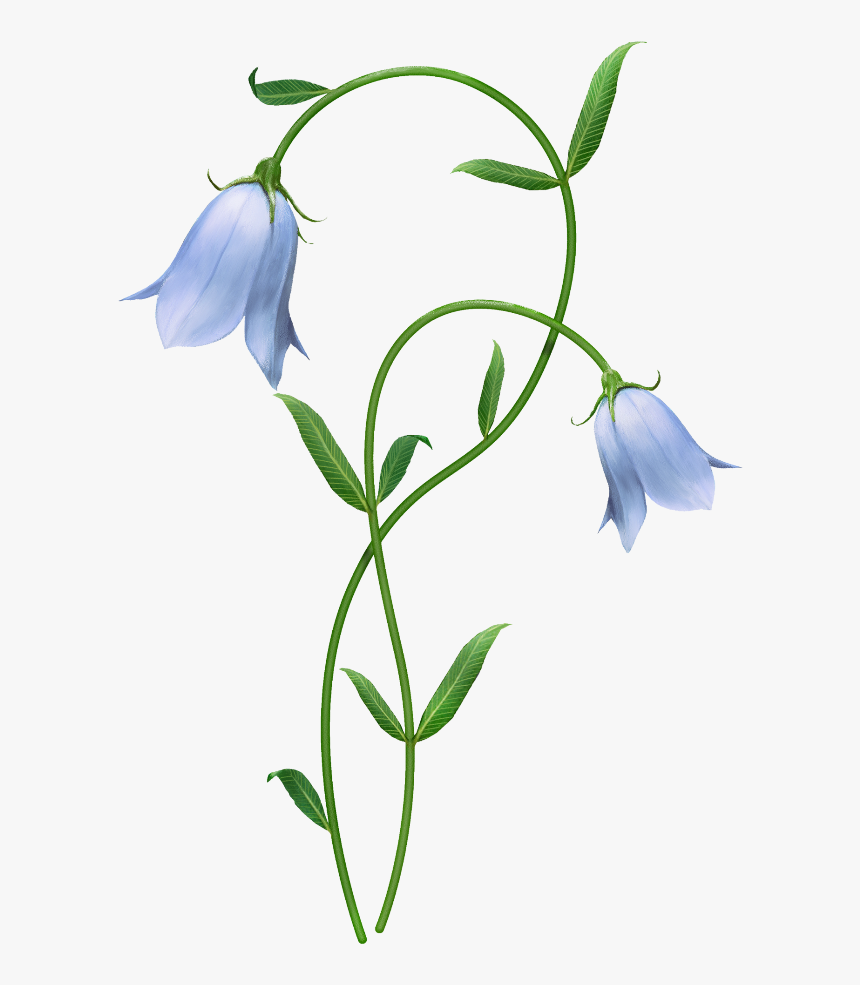 Flower Network Design Harebell Graphics Floral Portable - Blue Lily Flower Png, Transparent Png, Free Download