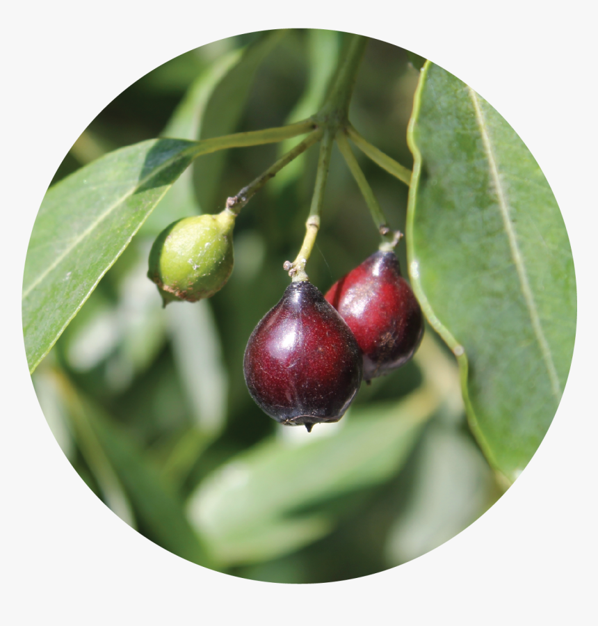 Sandalwood Tree Fruit, HD Png Download, Free Download