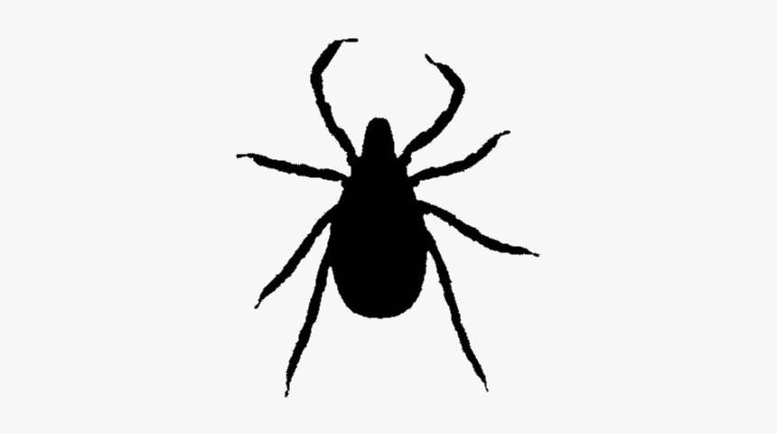 Black Ticks Insect Clipart Transparent Background - Weevil, HD Png Download, Free Download