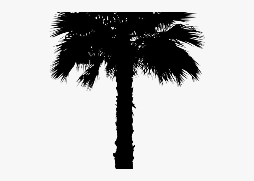 Coconut Tree Png Clipart Image For Download - Washingtonia Palm Trees Png, Transparent Png, Free Download
