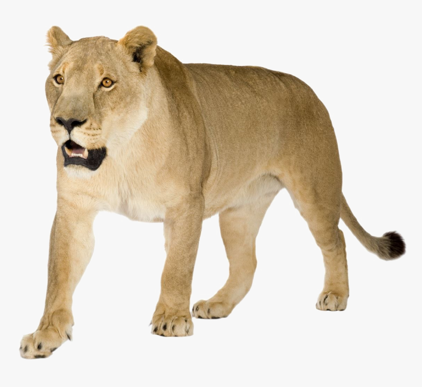 Animal,lion,puma,big Cats,carnivore,animal Figure,cougar - Lioness Png, Transparent Png, Free Download