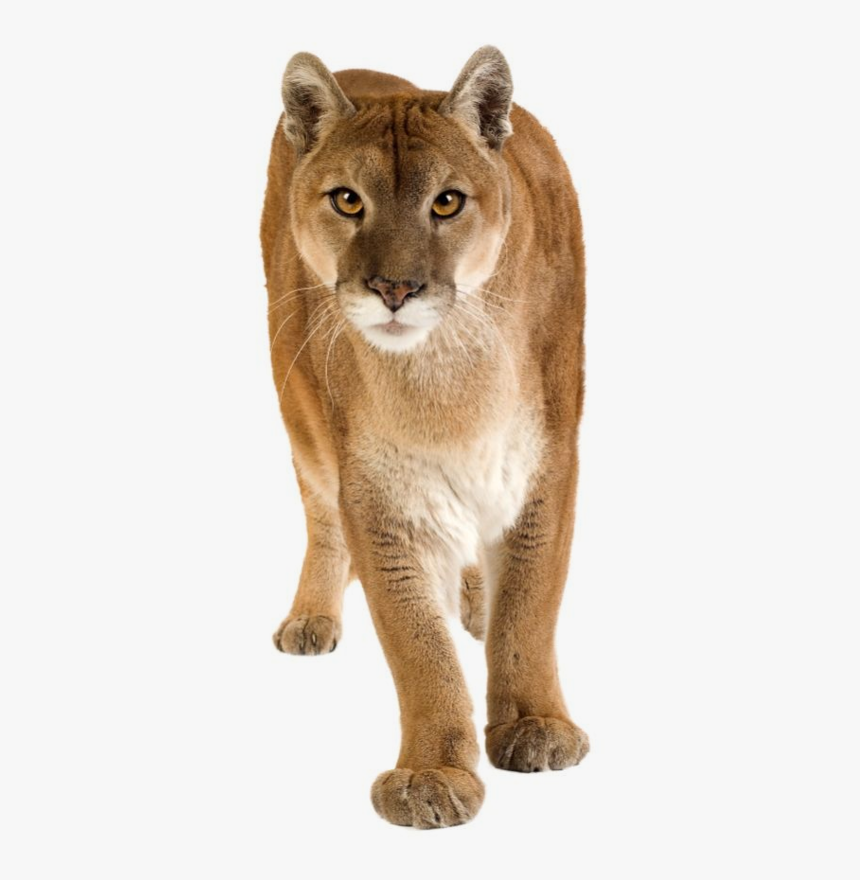 Puma-concolor - Mountain Lion White Background, HD Png Download, Free Download