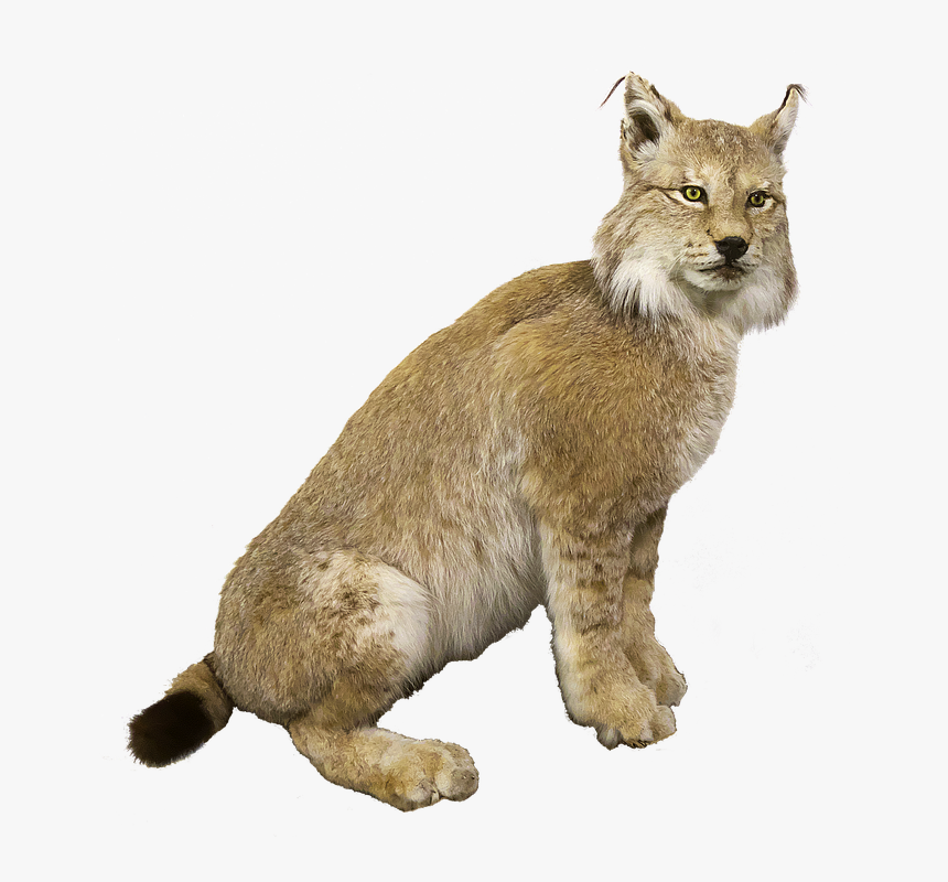 To Medium-sized Cat,terrestrial Animal,animal Figure,cat,big - Hiúz Png, Transparent Png, Free Download