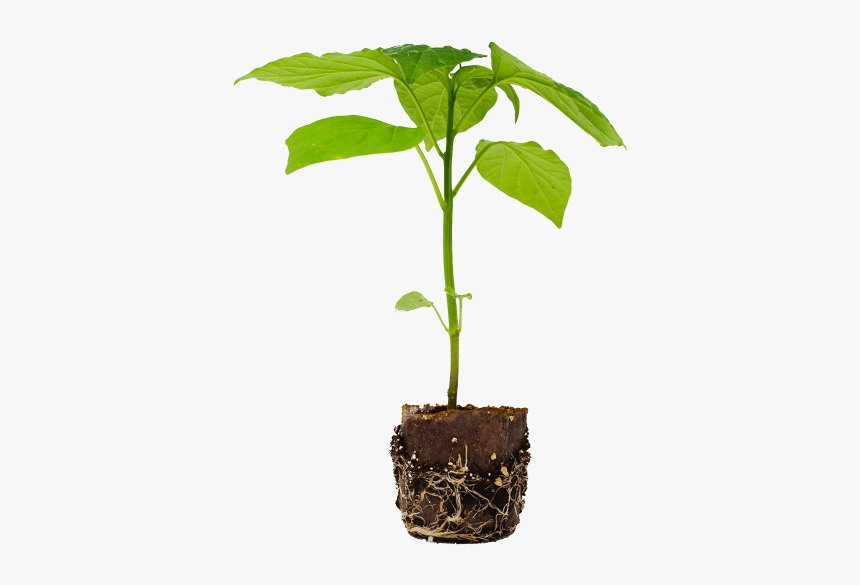 Flowerpot, HD Png Download, Free Download