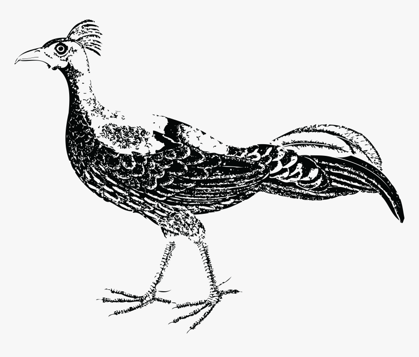 Pheasant Dirty Intentions Clip Art - นก ไก่ฟ้า ภาพ วาด, HD Png Download, Free Download