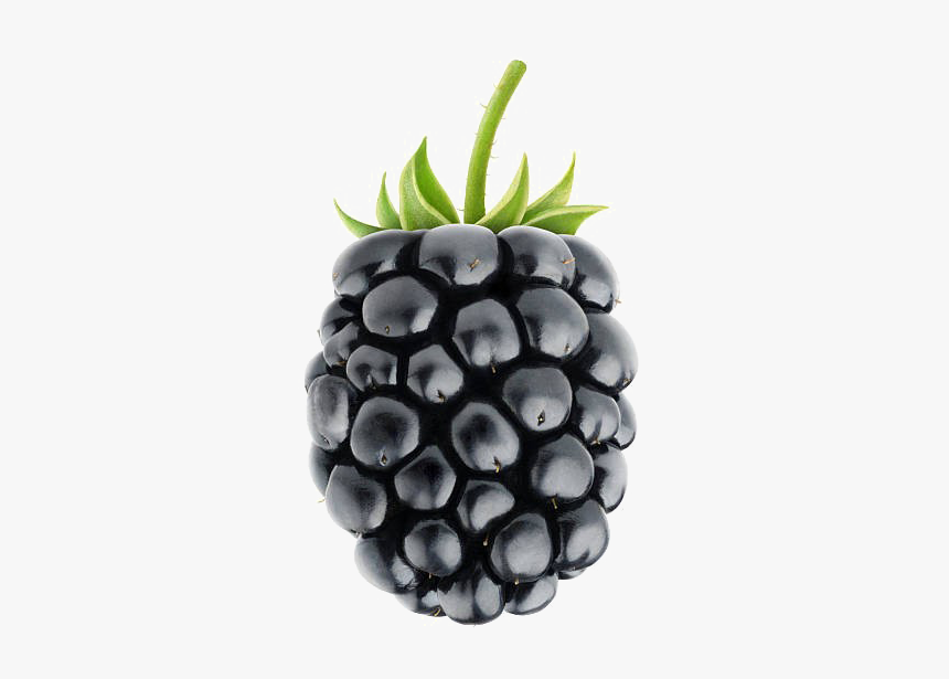 Rubus - Blackberry Fruit, HD Png Download, Free Download