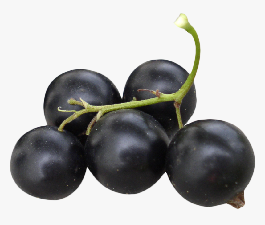 Black Currant Images Png, Transparent Png, Free Download