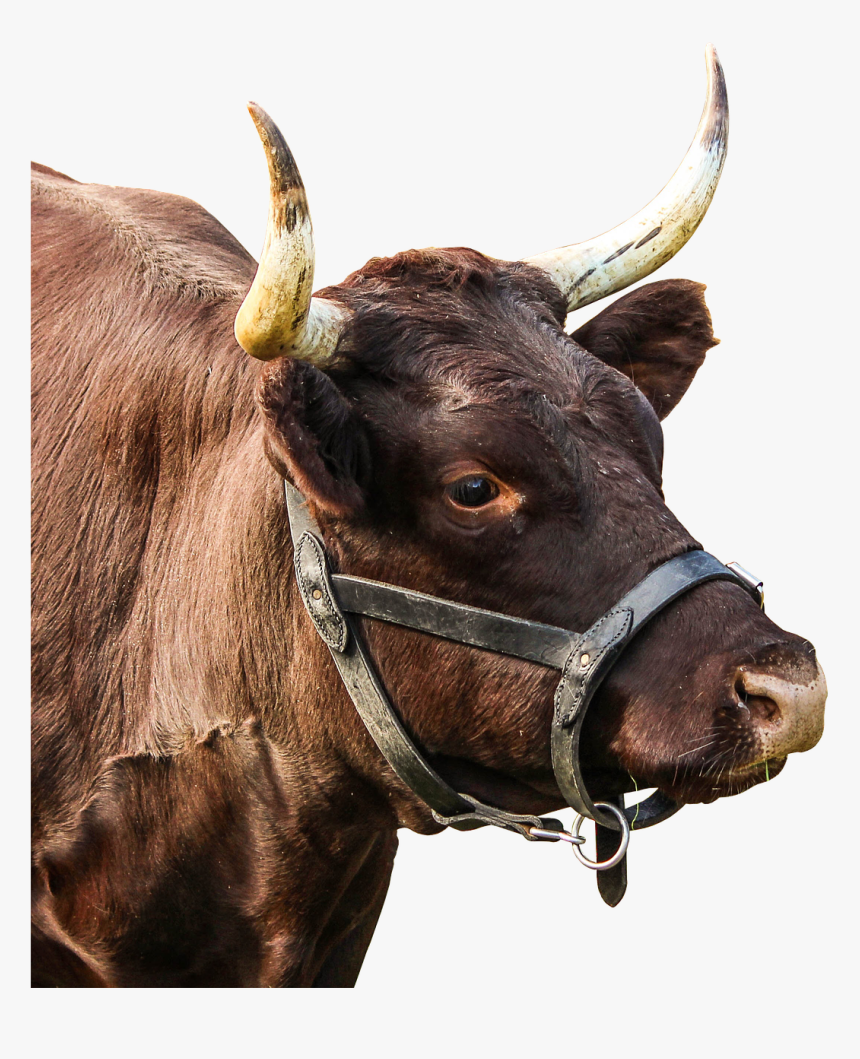 Bull Horns Png - Real Bull Head Png, Transparent Png, Free Download