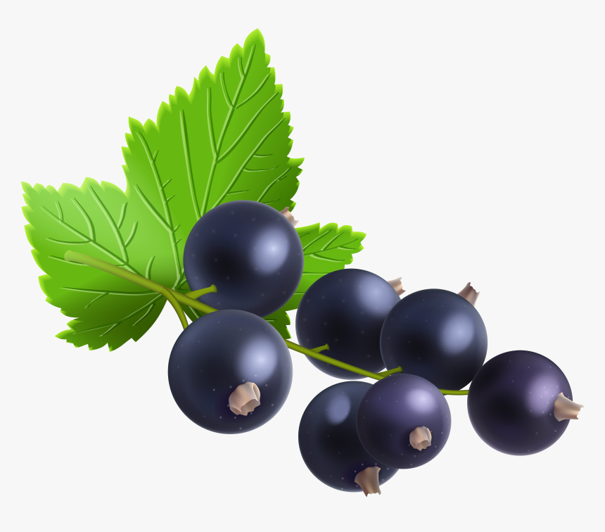 Berries Berry Blueberries Free Vector Graphic On Pixabay - Blackcurrant Png, Transparent Png, Free Download