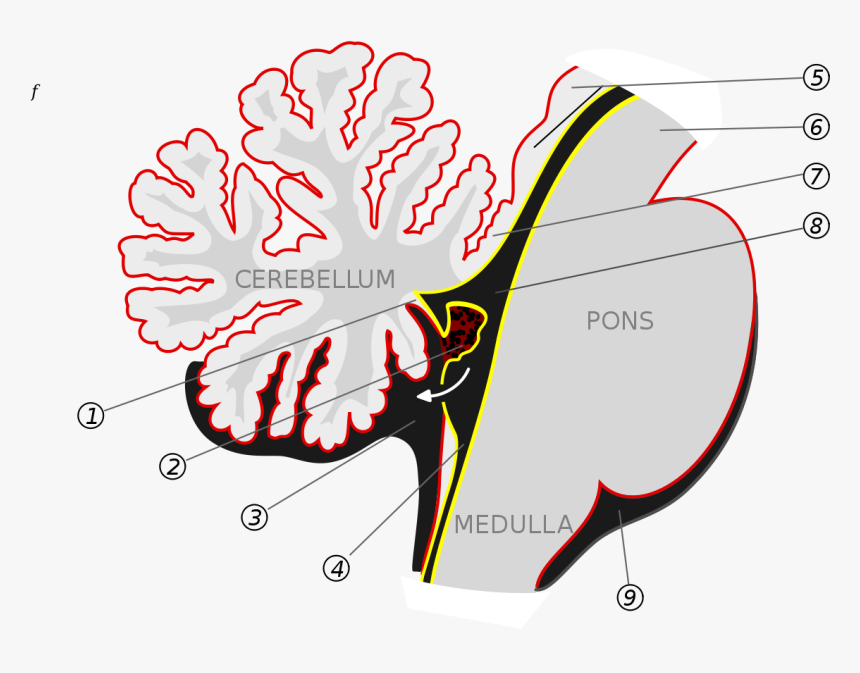 Inferior Medullary Velum, HD Png Download, Free Download