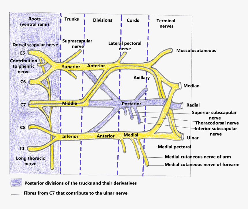 Dorsal Scapular Nerve Brachial Plexus, HD Png Download, Free Download