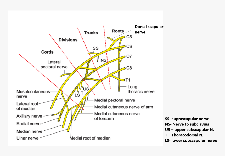 Brachial Plexus Transparent, HD Png Download, Free Download