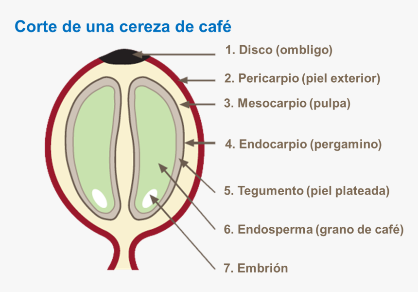 Embrion Del Grano De Cafe, HD Png Download, Free Download