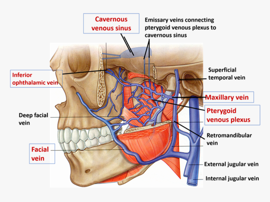 Pterygoid Venous Plexus - Pterygoid Plexus And Cavernous Sinus, HD Png Download, Free Download