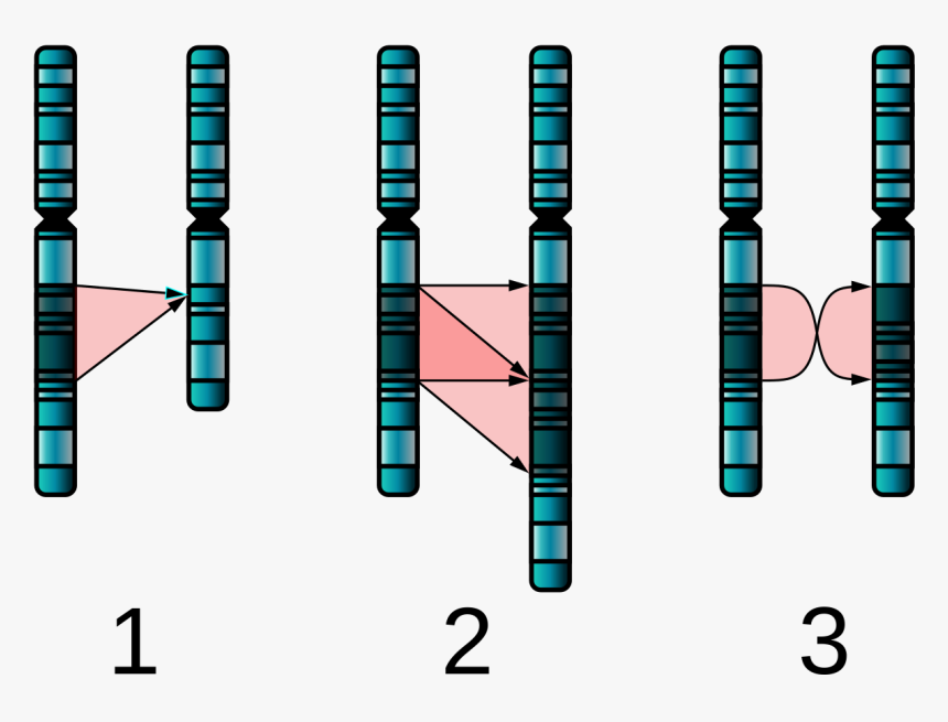 Chromosome Mutation, HD Png Download, Free Download