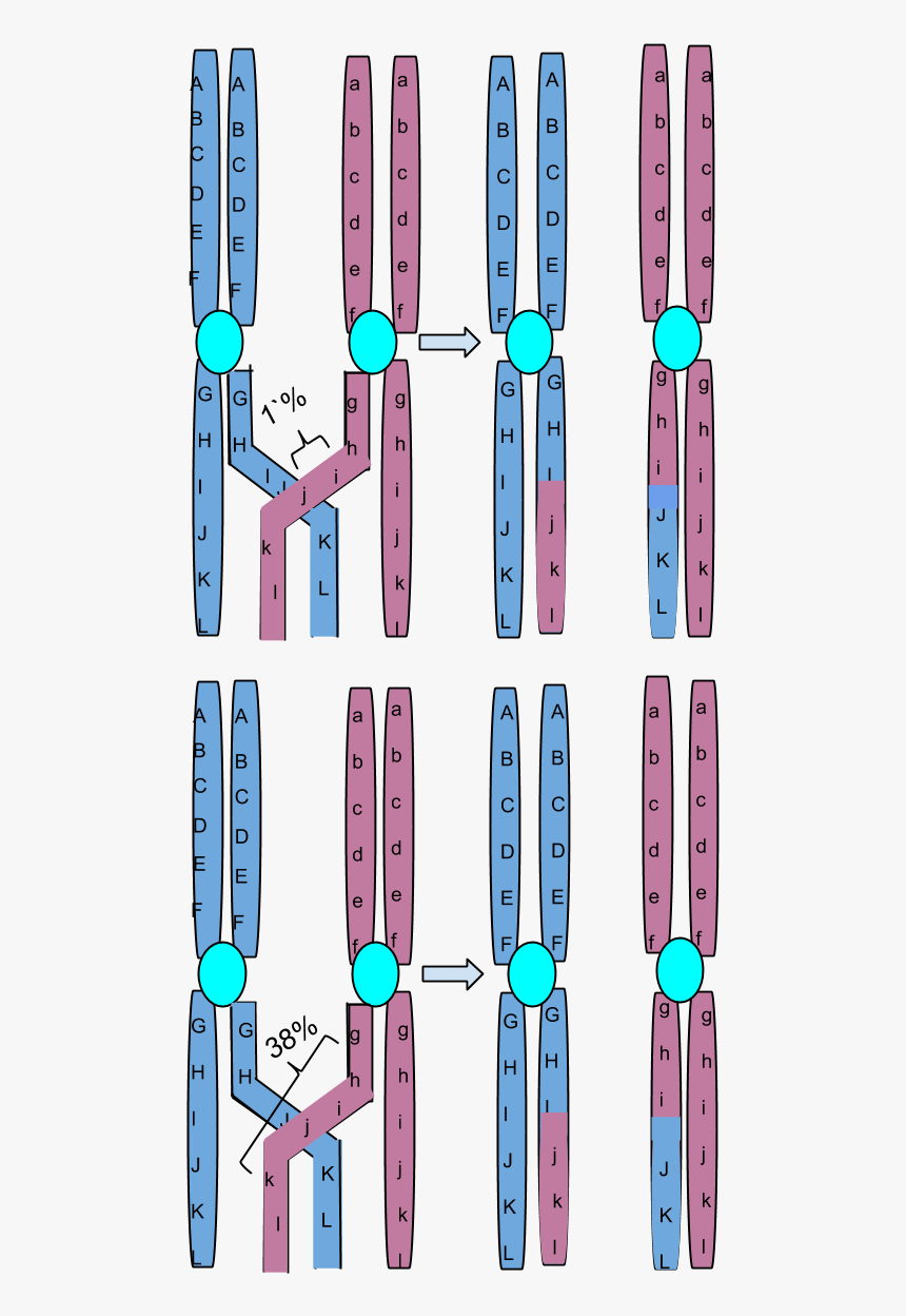 Chromosomal Crossing Over - Crossing Over Of Chromosomes, HD Png Download, Free Download